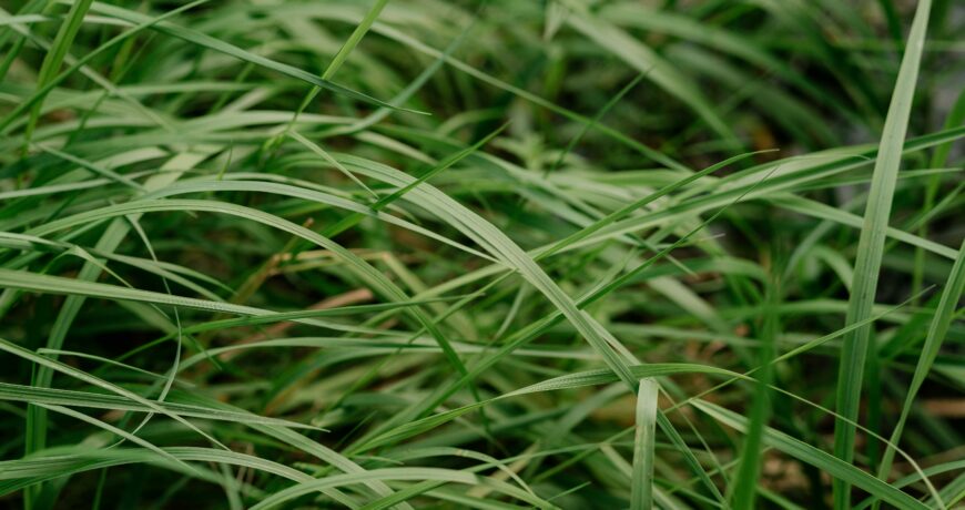 erba alta decespugliatore manubrio impugnatura singola